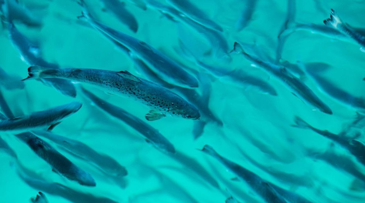 Important step for feeds in land-based salmon farming